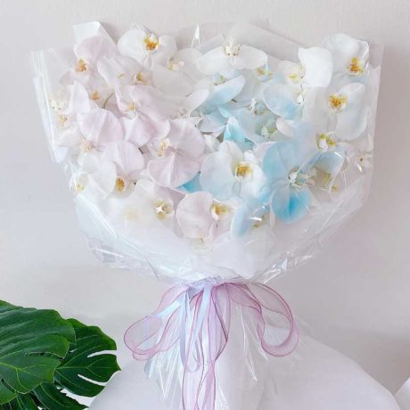 seven florist phalaenopsis orchid 01a