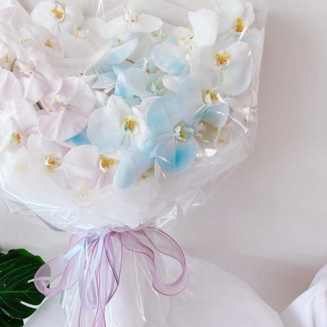 seven florist phalaenopsis orchid 02a